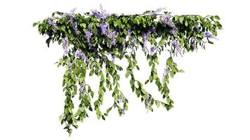 Plant and flower vine green ivy leaves tropic hanging, climbing isolated on white background photo