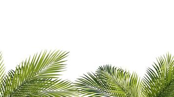 Summer Tropical palm leaves. Exotic palms tree. white Background photo