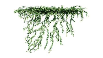 planta y flor vino verde hiedra hojas trópico colgante, alpinismo aislado en blanco antecedentes foto