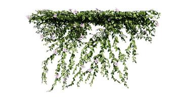 Plant and flower vine green ivy leaves tropic hanging, climbing isolated on transparent background photo