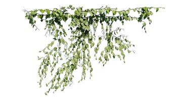 Plant and flower vine green ivy leaves tropic hanging, climbing isolated on transparent background photo