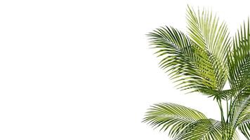 Summer Tropical palm leaves. Exotic palms tree. white Background photo