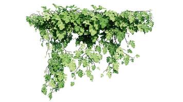 Plant and flower vine green ivy leaves tropic hanging, climbing isolated on transparent background photo