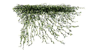 planta y flor vino verde hiedra hojas trópico colgante, alpinismo aislado en transparente antecedentes foto
