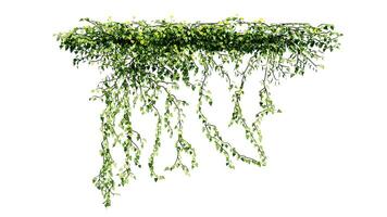 Plant and flower vine green ivy leaves tropic hanging, climbing isolated on white background photo