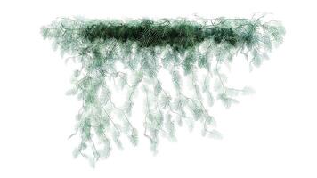 planta y flor vino verde hiedra hojas trópico colgante, alpinismo aislado en transparente antecedentes foto