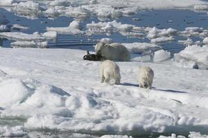 hembra polar oso, ursus marítimo, caza un anillado sello, pusa hispida o Phoca hispida, y acompañado por dos cachorros, Svalbard archipiélago, Barents mar, Noruega foto