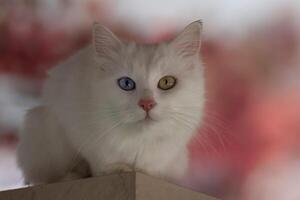 azul y amarillo impar ojos camioneta gato, Turquía foto