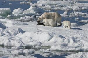 Female Polar bear, Ursus maritimus, dragging a ringed seal, Pusa hispida or phoca hispida, and accompanied by two cubs, Svalbard Archipelago, Barents Sea, Norway photo