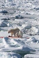 hembra polar oso, ursus marítimo, con gemelo cachorros comiendo un cazado anillado sello, pusa hispida o Phoca hispida, Svalbard archipiélago, Barents mar, Noruega foto