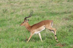 Impala, Aepyceros melampus melampus, running in the savannah, Kwazulu Natal Province, South Africa photo