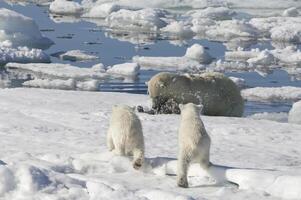 Female Polar bear, Ursus maritimus, hunting a ringed seal, Pusa hispida or phoca hispida, and accompanied by two cubs, Svalbard Archipelago, Barents Sea, Norway photo