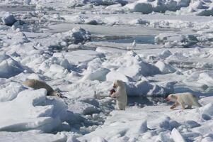 dos polar oso cachorros, ursus marítimo, comiendo en un cuerpo de un cazado anillado sello, pusa hispida o Phoca hispida, Svalbard archipiélago, Barents mar, Noruega foto