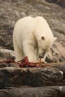 Polar Bear, Ursus maritimus, feeding on a seal carcass, Button Islands, Labrador, Canada photo