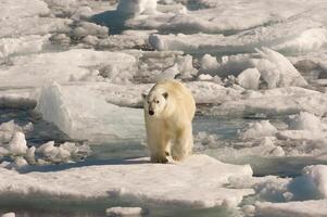 polar oso en flotante hielo, Davis estrecho, Labrador ver, Labrador, Canadá foto