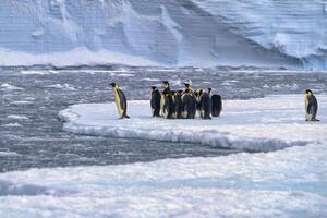 Emperor penguins, Aptenodytes forsteri, diving in the water near the German Neumayer Antarctic station, Atka Bay, Weddell Sea, Antarctica photo