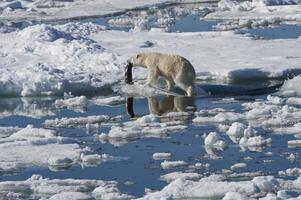 hembra polar oso, ursus marítimo, arrastrando un anillado sello, pusa hispida o Phoca hispida, Svalbard archipiélago, Barents mar, Noruega foto