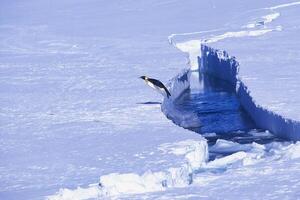 Emperor Penguin jumping out of the water, Riiser Larsen Ice Shelf, Queen Maud Land Coast, Weddell Sea, Antarctica photo