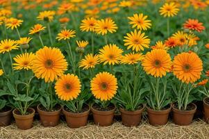 AI generated A row of potted orange and yellow gerbera daisies. ai generative photo