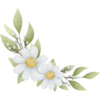 white daisy flowers and leaves on a transparent background png
