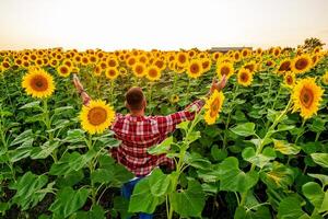 contento granjero es en pie en su girasol campo cuales es en florecer. él es contento porque de bueno temporada y bueno Progreso de el plantas. foto