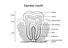 diente anatomía, médicamente preciso ilustración vector