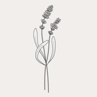 Lavender branches. Hand drawn botanical illustrations in linear style. vector