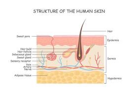 Human Anatomy, Skin And Hair Diagram, Integumentary System vector