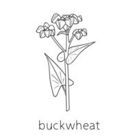 Cereal doodles, sketch buckwheat, agriculture, Thin line art about cereal plants. vector