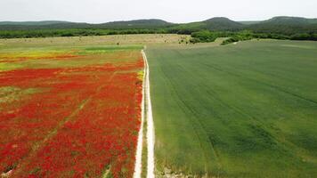 Aerial view on large field of red poppies and green grass at sunset. Beautiful field scarlet poppies flowers with selective focus. Red poppies in soft light. Glade of red poppies. Papaver sp. Nobody video