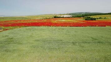 aéreo ver en verde trigo campo en campo. campo de trigo soplo en el viento me gusta verde mar. joven y verde espiguillas orejas de cebada cosecha en naturaleza. agronomía, industria y comida producción. video