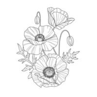 Sketch of flower botany collection. Drawings of poppy flowers. Black and white drawing with line art on a white background. Hand drawn botanical illustrations. vector