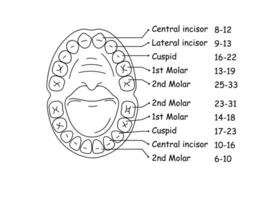 diagrama de el anatomía de el mandíbula y dientes en un niño. vector ilustración.