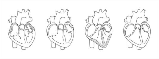 Heart valves. Function of the heart valve. illustration in linear style vector