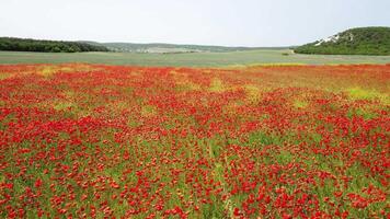 Antenne Aussicht auf groß Feld von rot Mohnblumen und Grün Gras beim Sonnenuntergang. schön Feld scharlachrot Mohnblumen Blumen mit selektiv Fokus. rot Mohnblumen im Sanft Licht. Lichtung von rot Mohn. Papaver sp. niemand video