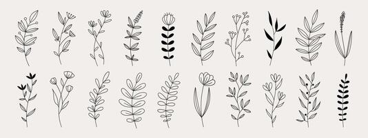 Hand drawn flower doodles. Hand drawn sketch of spring flower plant. Vector simple flower.