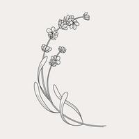 Lavender branches. Hand drawn botanical illustrations in linear style. vector