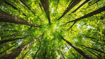 ai generado bosque arboles ver desde abajo dentro el cielo. naturaleza verde madera luz de sol antecedentes foto