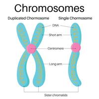 Structure of gene and chromosome. vector