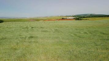 aéreo ver en verde trigo campo en campo. campo de trigo soplo en el viento me gusta verde mar. joven y verde espiguillas orejas de cebada cosecha en naturaleza. agronomía, industria y comida producción. video