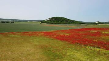 aereo Visualizza su grande campo di rosso papaveri e verde erba a tramonto. bellissimo campo scarlatto papaveri fiori con selettivo messa a fuoco. rosso papaveri nel morbido luce. radura di rosso papaveri. papaver sp. nessuno video