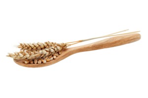 AI generated Golden Wheat Grains and Ear on Wooden Spoon png