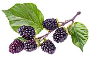AI generated Ripe Blackberries on Branch png