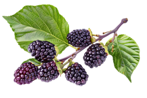 ai generiert reif Brombeeren auf Ast png