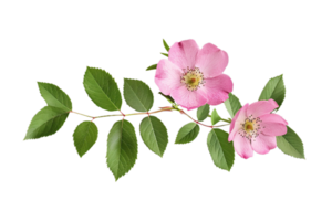 AI generated Delicate Pink Wild Rose with Leaves png