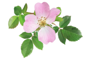 ai gegenereerd delicaat roze wild roos met bladeren PNG