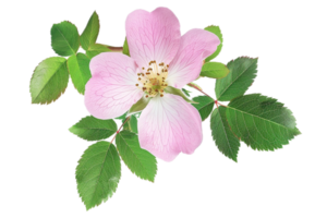 AI generated Delicate Pink Wild Rose with Leaves png