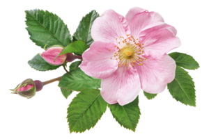 ai gerado delicado Rosa selvagem rosa com folhas png