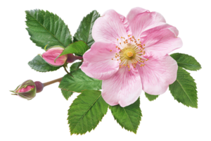 AI generated Delicate Pink Wild Rose with Leaves png