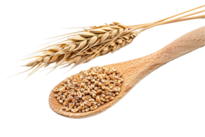 AI generated Golden Wheat Grains and Ear on Wooden Spoon png